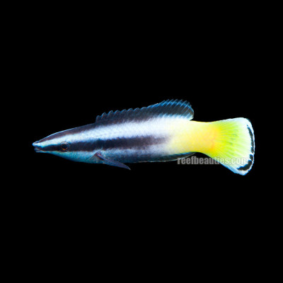Bicolor Cleaner Wrasse (Labroides Bicolor)