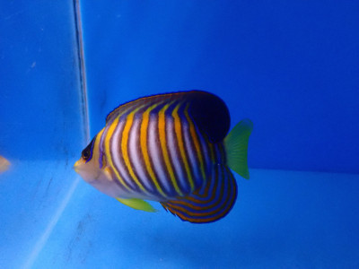 Regal Angel EXPERT (Pygoplites Diacanthus)