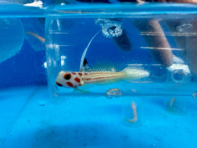 Yasha Goby EXPERT (Stonogobiops Yasha)