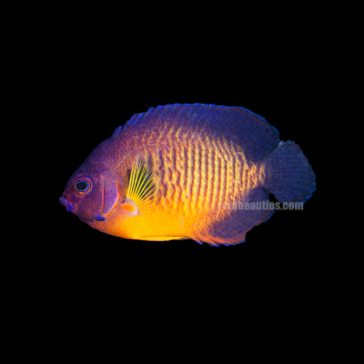 Coral Beauty Angel (Centropyge Bispinosa)