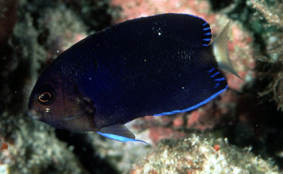 Whitetail Pygmy Angel (Centropyge Flavicauda)