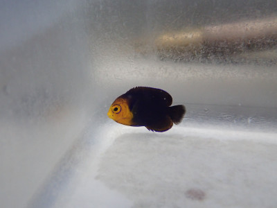 Pygmy Cherub Angel (Centropyge Argi)