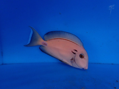 Tennenti Tang (Acanthurus Tennenti)