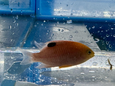 Eye Spot Damsel (Chrysiptera Talboti)