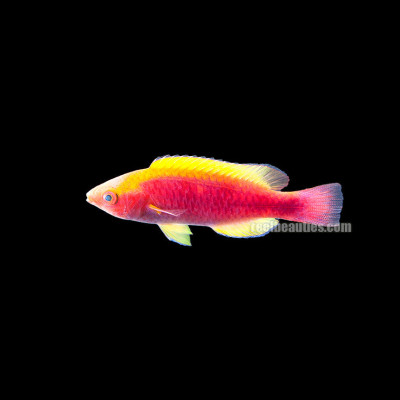 Yellow Fin Fairy Wrasse (Cirrhilabrus Flavidorsalis)