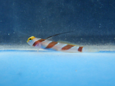 Yellow Rose Goby (Stonogobiops Nematodes)