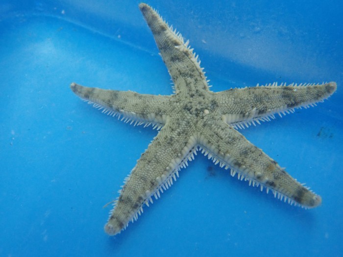 Sand Sifting Sea Star