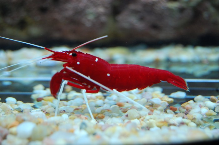 Fire Shrimp