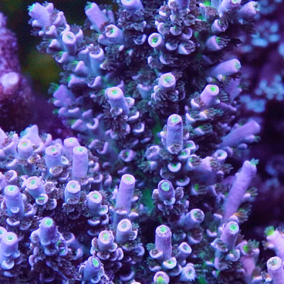 Jason Fox Sunday Driver