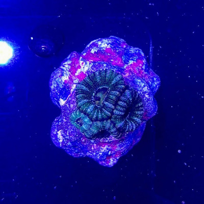 Green Acan Lord