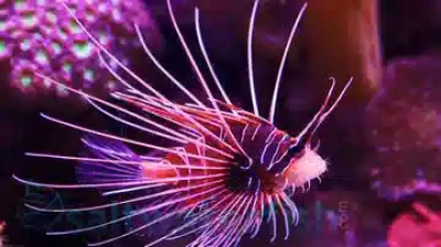 Radiata Lionfish - Venomous