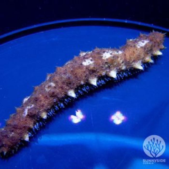 Tiger Tail Sea Cucumber
