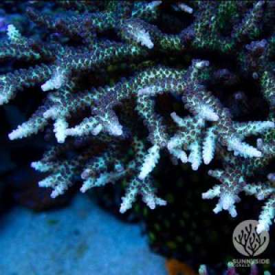 RR The Vinh Acropora – Cut To Order