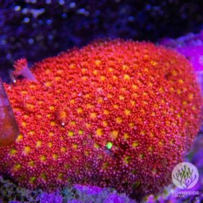 Strawberry Lemonade Goniopora – Cut To Order