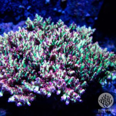 Bali Shortcake Acropora – Cut To Order