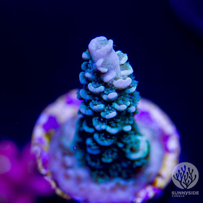 SSC Tidal Wave – Cut To Order