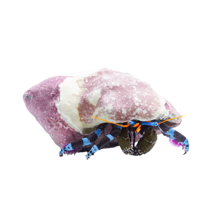 Electric Blue Hermit Crab