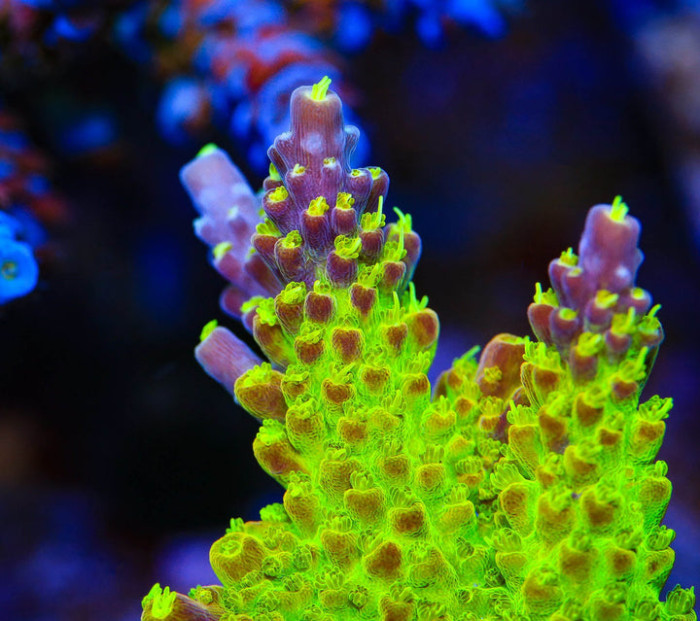 Acropora