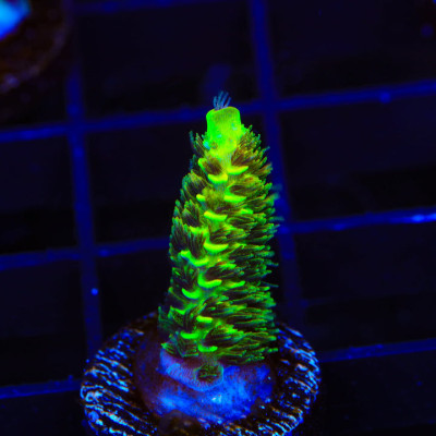 RRC Rainbow Splice Acropora Coral
