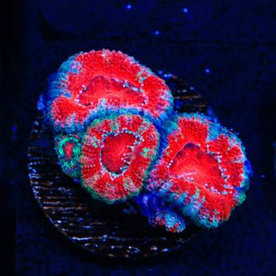 Ultra Acan Coral