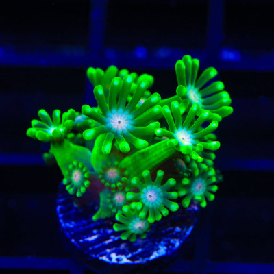 TSA Kermit Alveopora Coral