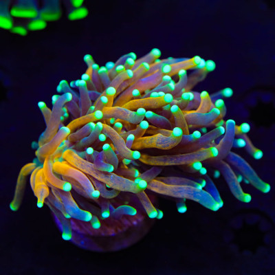 Tiger Torch Coral