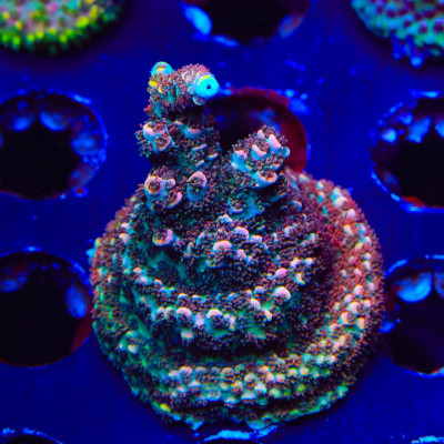 TSA Daydream Acropora XL Frag Coral