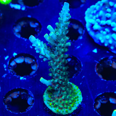 TSA Sprocket Acropora XL Frag Coral