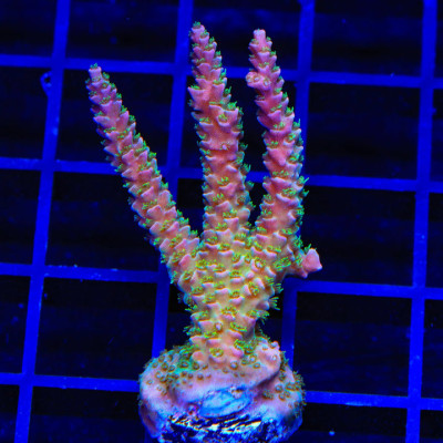 TSA Jungle Breeze Acropora XL Frag Coral