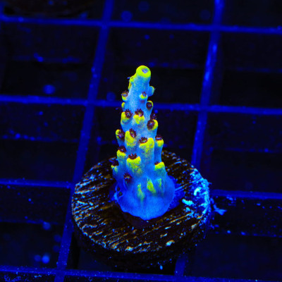 TSA Colonel Mustard Acropora Coral