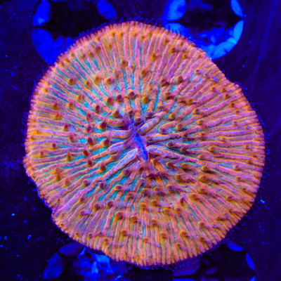 Rainbow Fungia Plate Coral