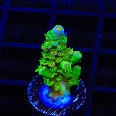 TSA Peter Pan Tenuis Acropora Coral