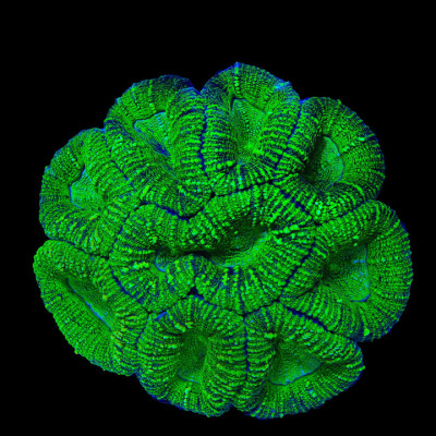 Swamp Thing Lobophyllia Colony Coral