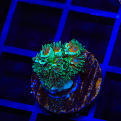 TSA Captain Planet Acropora Tenuis Coral