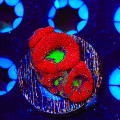 Ultra Micromussa Acan Coral