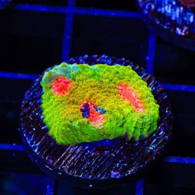 3G Mummy Eye Grafted Chalice Coral