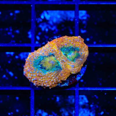 Rainbow Bowerbankii Coral