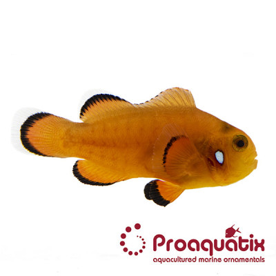 Orange Domino Clownfish Proaquatix (Friday Delivery)