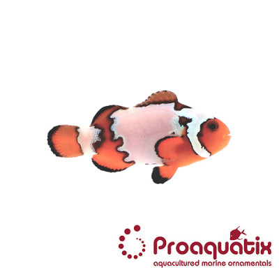 Premium Snowflake Clownfish Proaquatix (Friday Delivery)