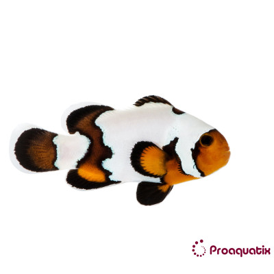 Premium Black Ice Clownfish Proaquatix (Friday Delivery)