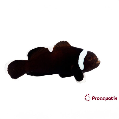 Extreme Misbar Black Clownfish Proaquatix (Friday Delivery)