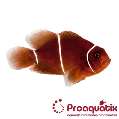 White Stripe Maroon Clownfish Proaquatix (Friday Delivery)