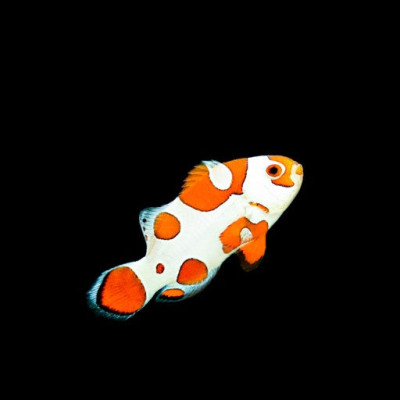 Orange Storm Clownfish
