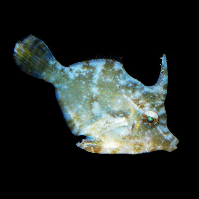 Aiptasia Eating Filefish
