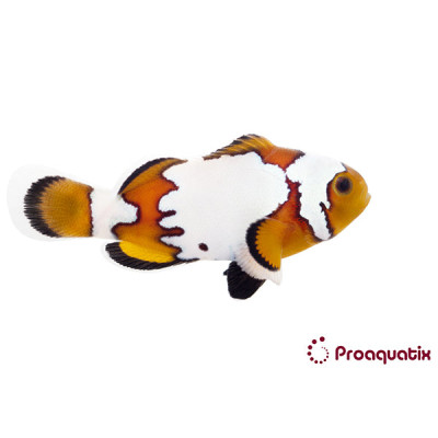 Snowflake Clownfish Proaquatix (Friday Delivery)