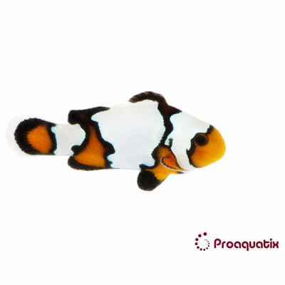Black Ice Clownfish Proaquatix (Friday Delivery)