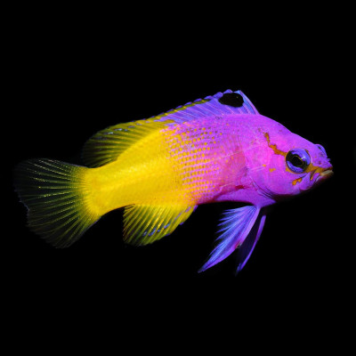 Royal Gramma Basslet