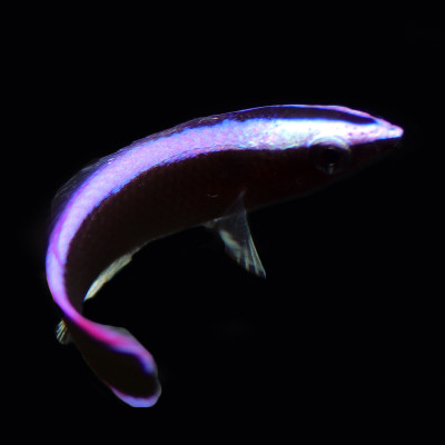 Hawaiian Cleaner Wrasse