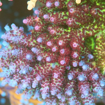TIA Ghost Peony Acropora Colony (cut to order）