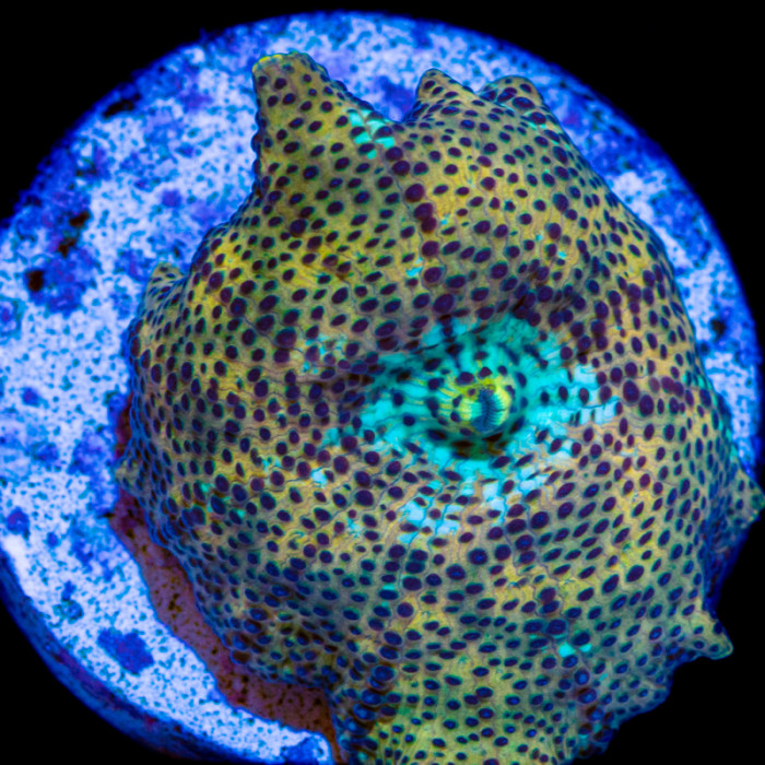 Leopard Discosoma Mushroom